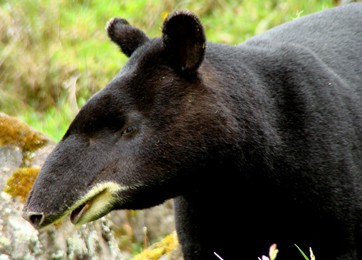 Interesante jornada del semillero de Fauna Silvestre durante la Semana de la Investigación 2013